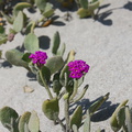 Abronia-maritima-red-sand-verbena-Ormond-Beach-Port-Hueneme-2012-05-09-IMG_4739.jpg