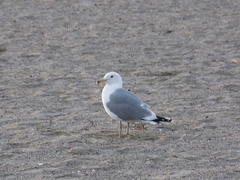 California-gull-Hueneme-Beach-2012-03-23-IMG 1490