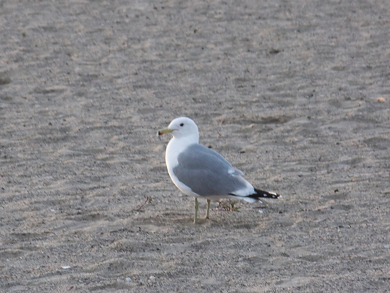 California-gull-Hueneme-Beach-2012-03-23-IMG 1490
