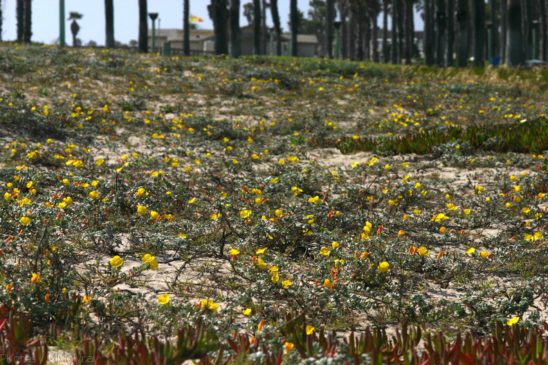 Camissonia-cheiranthifolia-beach-primrose-Ormond-Beach-2008-04-15-img_6942.jpg