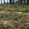 Camissonia-cheiranthifolia-beach-primrose-Ormond-Beach-2008-04-15-img 6942