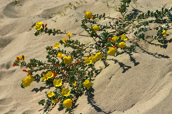 Camissonia-cheiranthifolia-beach-primrose-Ormond-Beach-2008-04-15-img 6944
