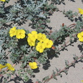 Camissonia-cheiranthifolia-beach-suncup-Ormond-Beach-Port-Hueneme-2012-05-09-IMG 4737
