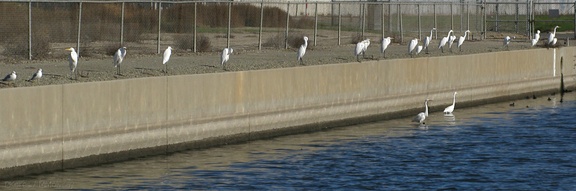 great-egrets-lined-up-on-canal-2008-12-13-IMG 1618