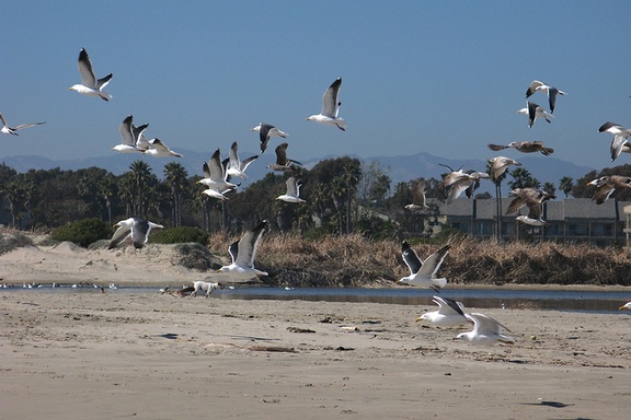 gulls-flying-Ormond-Beach-2012-03-21-IMG 1455