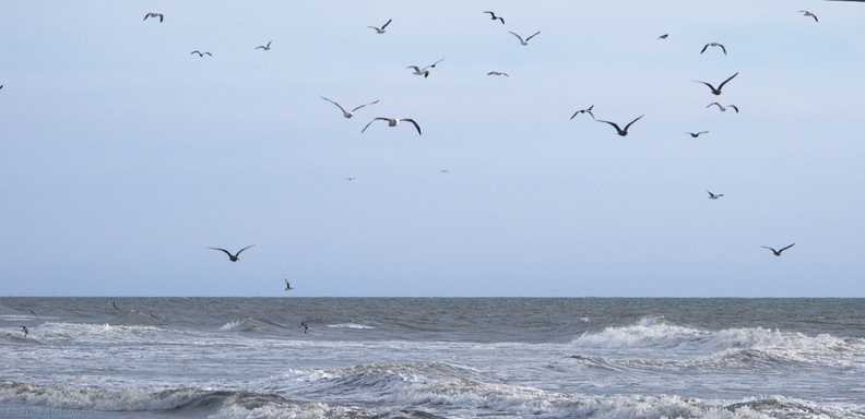 gulls-flying-ormond-2008-11-04-IMG_1481.jpg