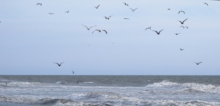 gulls-flying-ormond-2008-11-04-IMG 1481