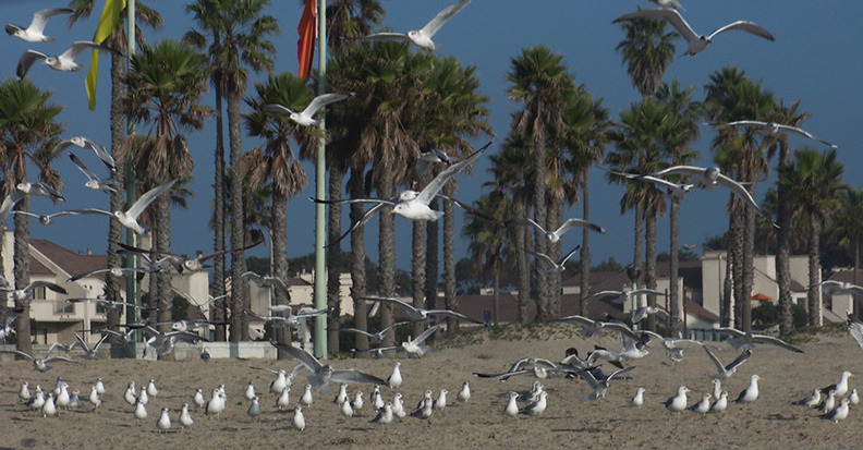 gulls-taking-off-Port-Hueneme-beach-2012-12-08-IMG 2917