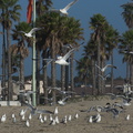 gulls-taking-off-Port-Hueneme-beach-2012-12-08-IMG_2917.jpg