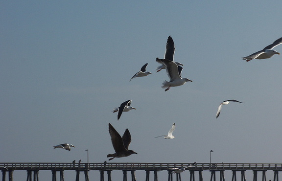 gulls-taking-off-Port-Hueneme-beach-2012-12-08-IMG 2923