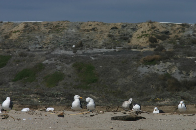 herring-gulls-and-superfund-site-2007-04-07-img 2513