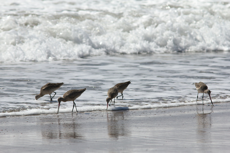 marbled-godwits-Limosa-fedoa-Ormond-Beach-2012-03-13-IMG 4281
