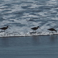 marbled-godwits-Ormond-Beach-Port-Hueneme-2012-09-18-IMG 2789