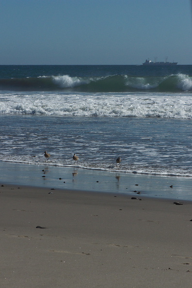 marbled-godwits-Ormond-Beach-Port-Hueneme-2012-09-18-IMG 2795