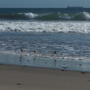 marbled-godwits-Ormond-Beach-Port-Hueneme-2012-09-18-IMG 2795