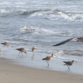 marbled-godwits-willet-flying-gull-ormond-2008-11-04-IMG 1504