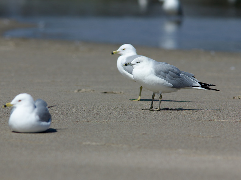 ring-billed-gull-Larus-delawarensis-Ormond-Beach-2012-03-13-IMG 4295