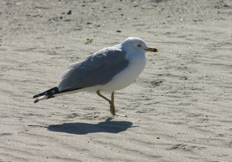 ringbill-gulls-resting-1.jpg