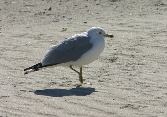 ringbill-gulls-resting-1