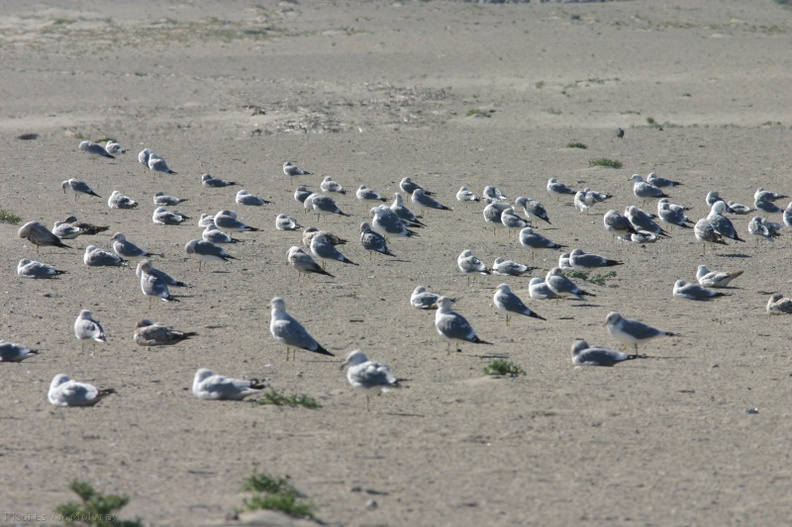 ringbill-gulls-resting-2.jpg