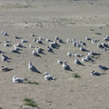 ringbill-gulls-resting-2