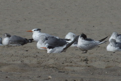 royal-and-elegant-terns-among-gulls-Ormond-Beach-2012-09-18-IMG 2780