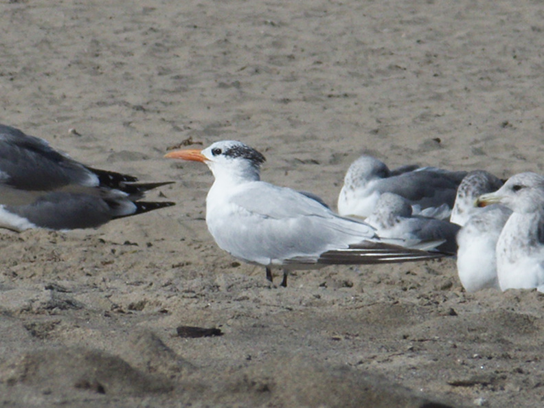 royal-tern-among-gulls-Ormond-Beach-2012-09-18-IMG_2776.jpg
