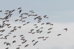 sanderlings-Calidris-alba-flying-Ormond-Beach-2012-03-13-IMG 4302