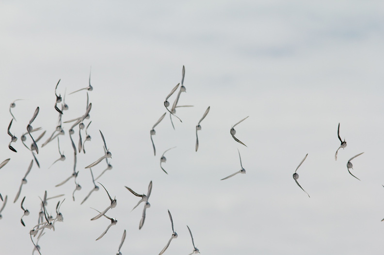 sanderlings-Calidris-alba-flying-Ormond-Beach-2012-03-13-IMG_4304.jpg