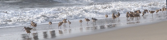 shorebirds-feeding-2008-11-04-IMG 1490