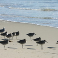 shorebirds-img_5501-willets-good-sm.jpg