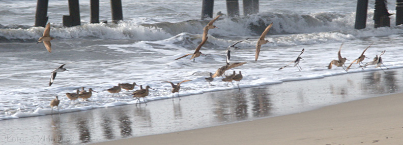 shorebirds-taking-0ff-2008-11-04-IMG_1489.jpg