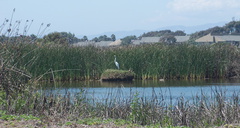 snowy-egret-Egretta-thula-on-nest-in-tidal-lagoon-Port-Hueneme-beach-2012-08-14-IMG 2649