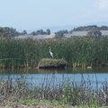 snowy-egret-Egretta-thula-on-nest-in-tidal-lagoon-Port-Hueneme-beach-2012-08-14-IMG_2649.jpg