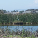 snowy-egret-Egretta-thula-on-nest-in-tidal-lagoon-Port-Hueneme-beach-2012-08-14-IMG 2649