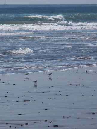 snowy-plovers-Charadrius-nivosus-Ormond-Beach-2012-03-21-IMG 1406