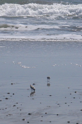 snowy-plovers-Charadrius-nivosus-Ormond-Beach-2012-03-21-IMG 1443