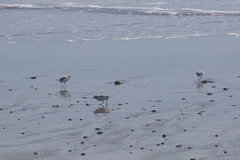 snowy-plovers-Charadrius-nivosus-Ormond-Beach-2012-03-21-IMG 1444