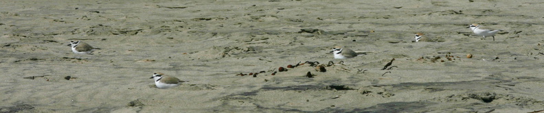 snowy-plovers-Ormond-Beach-2008-04-15-o2-img 6919