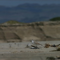 snowy-plovers-ormond-beach-2004-04-07-img 2481