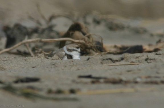 snowy-plovers-ormond-beach-2004-04-07-img 2482