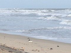 western-grebe-resting-on-sand-2008-11-04-IMG 1493