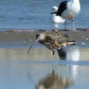 whimbrel-Numenius-phaeopus-at-freshwater-outlet-Ormond-Beach-2012-03-13-IMG 4291