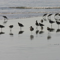 willets-resting-1