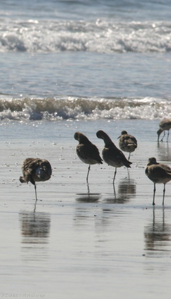 willets-resting-2