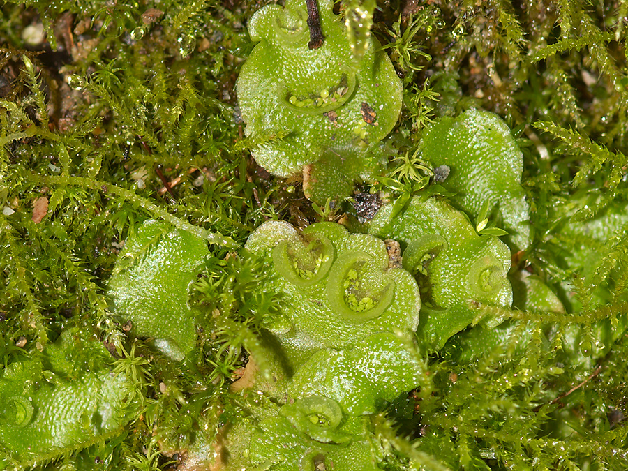 Lunaria-cruciata-thallose-liverwort-UCBerk-Bot-Gard-2012-12-13-IMG 6937