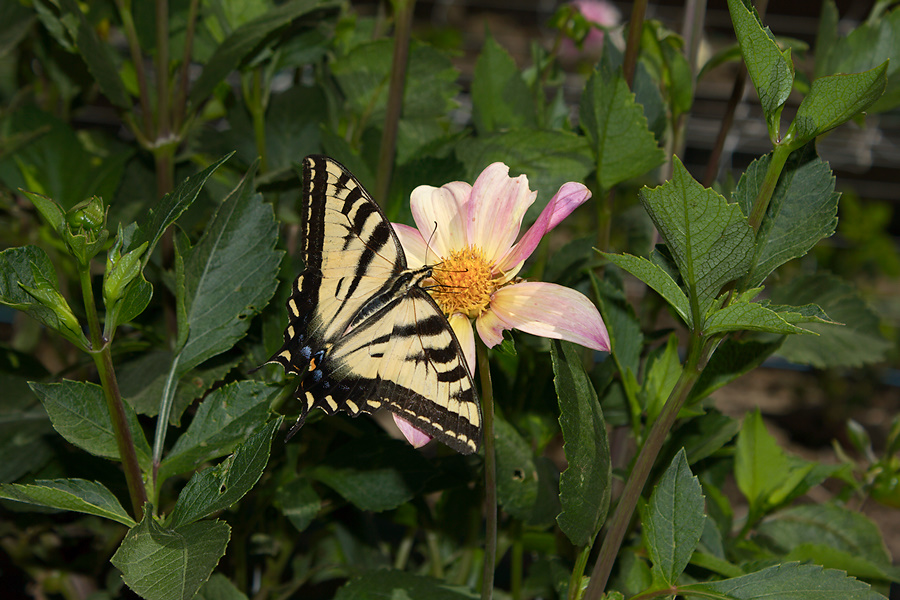 monarch-butterfly-among-dahlias-Dahlia-House-Casitas-2011-09-04-IMG 3348
