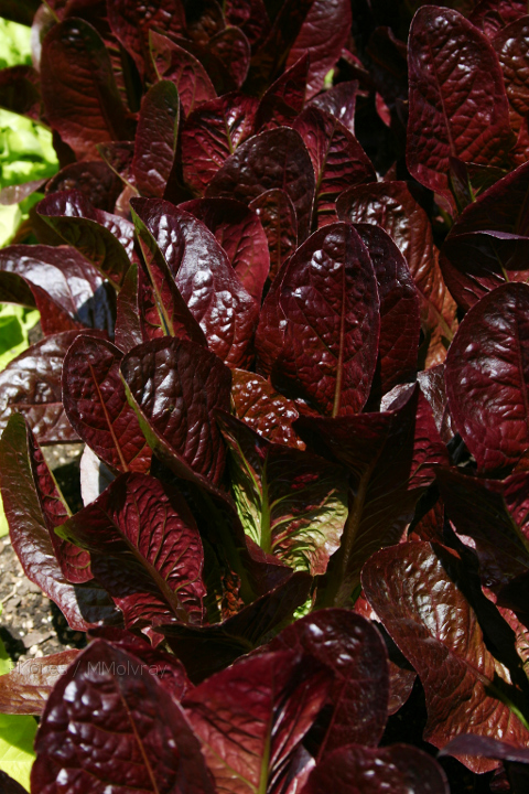Lactuca-sativa-red-lettuce-Olbrich-2008-05-22-img 7226