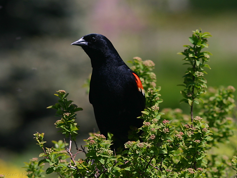 blackbird-displaying-Olbrich-2008-05-22-img 7250