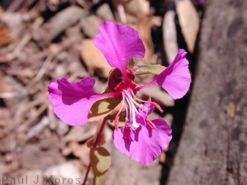 Clarkia-unguiculata-fl1-2003-05-29